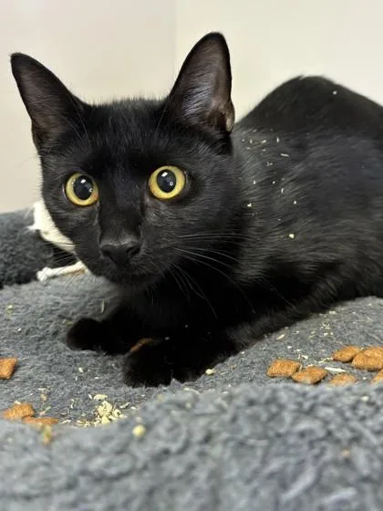 A young small-sized female Domestic Short Hair cat named Demi for adoption in Savannah, GA