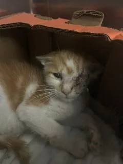 A baby small-sized male Domestic Short Hair cat named Bison for adoption in Fort Lauderdale, FL