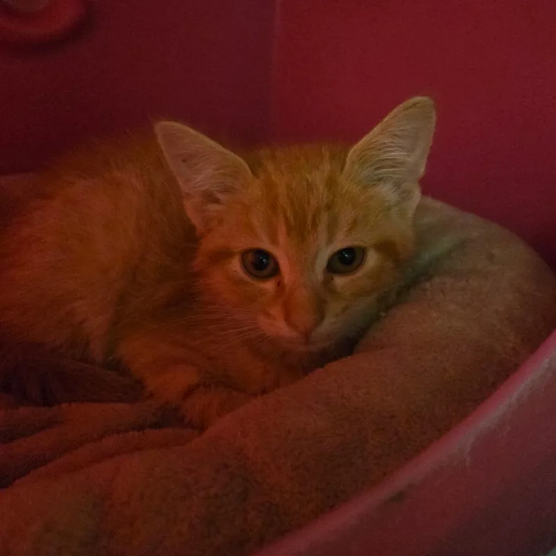 A baby small-sized male Orange / Red Domestic Short Hair cat named Garfield for adoption in Waukesha, WI