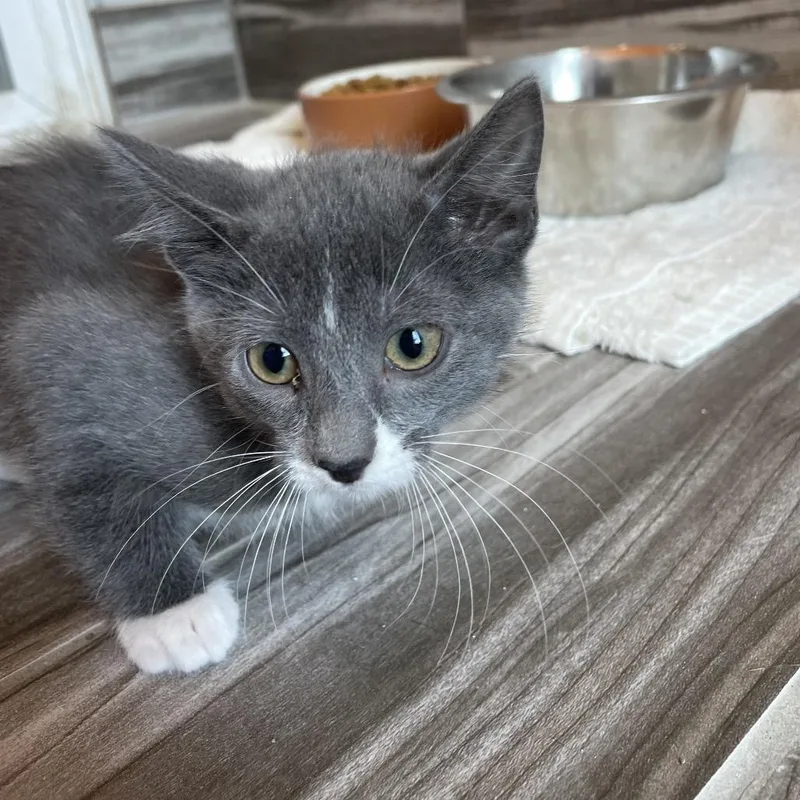 Audrey
