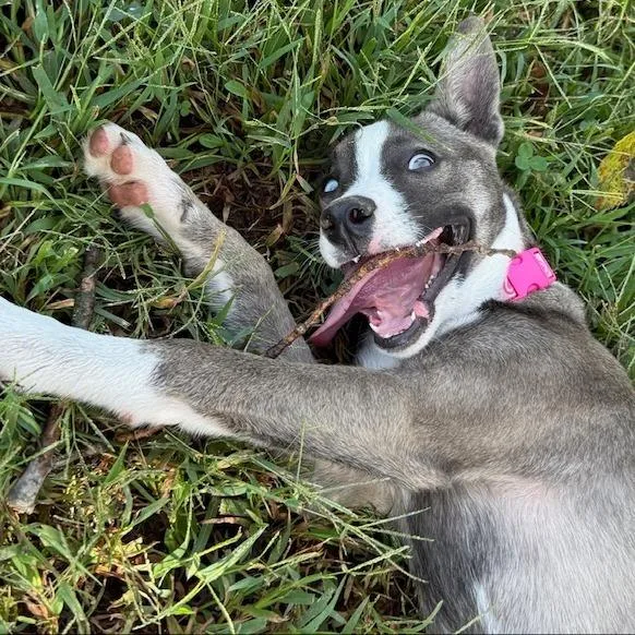A baby medium-sized female Husky dog named Julia for adoption in Kansas City, MO