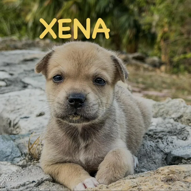 A young medium-sized female Yellow / Tan / Blond / Fawn Mixed Breed dog named Xena for adoption in Frederiksted, VI
