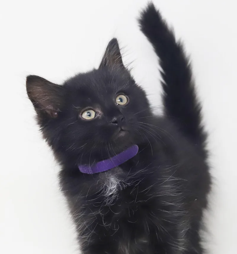 A baby small-sized male Maine Coon cat named ZAKAI is our fav for adoption in Bedford Hills, NY