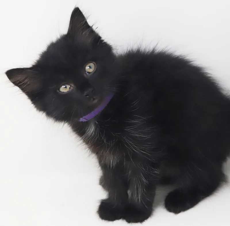 ZAKAI is our fav thumbnail 3