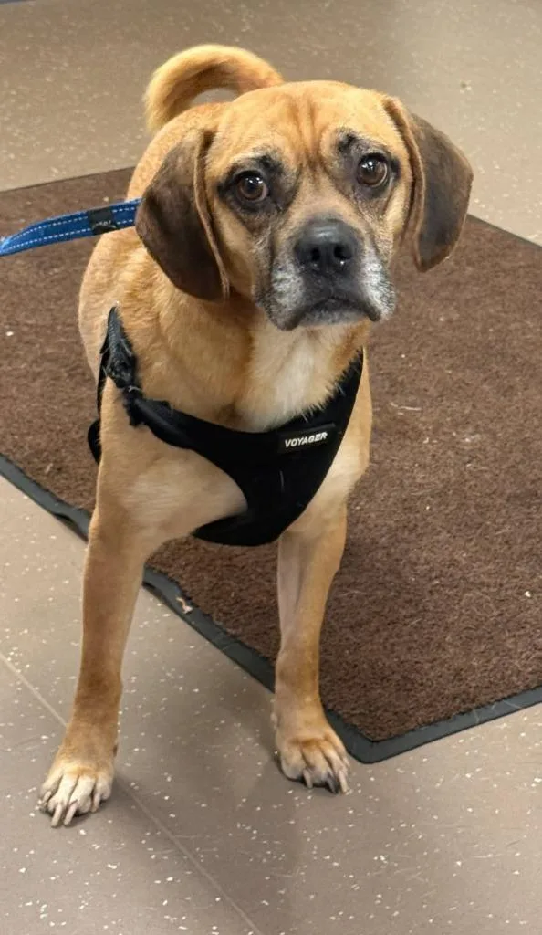 An adult medium-sized male Pug dog named Simba for adoption in South Bend, IN