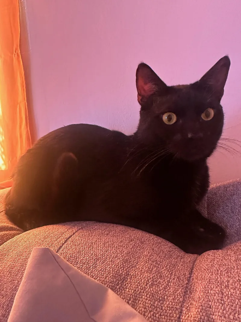 Charlie Chucky!! thumbnail 2