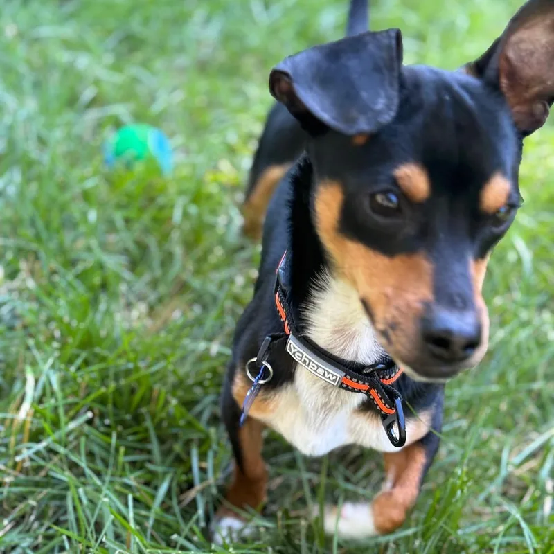 A young small-sized male Tricolor (Brown, Black, & White) Mixed Breed dog named Noodle for adoption in Columbia, MD
