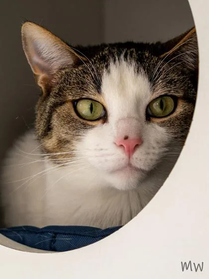 An adult medium-sized female Domestic Short Hair cat named Manchas for adoption in Fairfax, VA