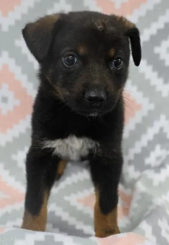 A baby medium-sized male Shepherd dog named Albon for adoption in Thief River Falls, MN