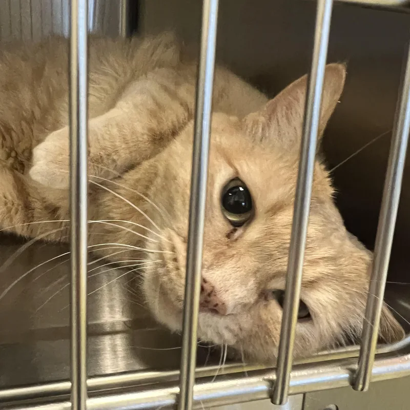 An adult medium-sized female Buff / Tan / Fawn Domestic Short Hair cat named Nila for adoption in Spokane, WA