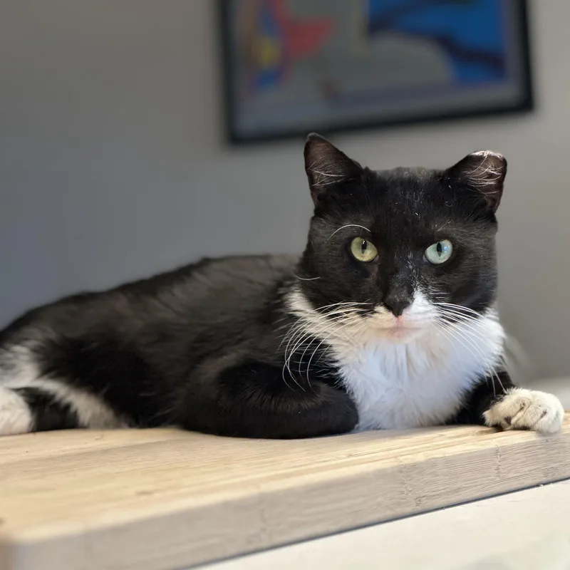 An adult medium-sized male Black & White / Tuxedo Domestic Short Hair cat named Richard for adoption in Ridgewood, NY