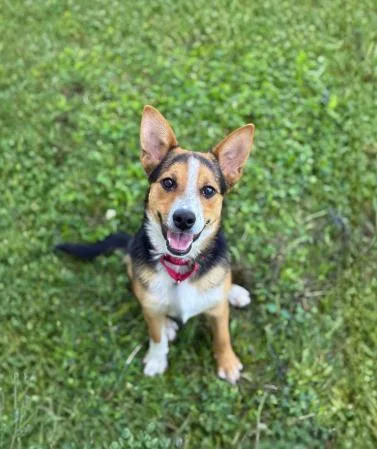A young medium-sized male Tricolor (Brown, Black, & White) Cattle Dog dog named Guy for adoption in Cicero, IL