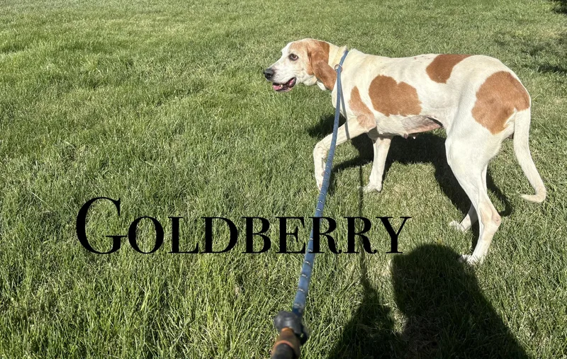 Goldberry
