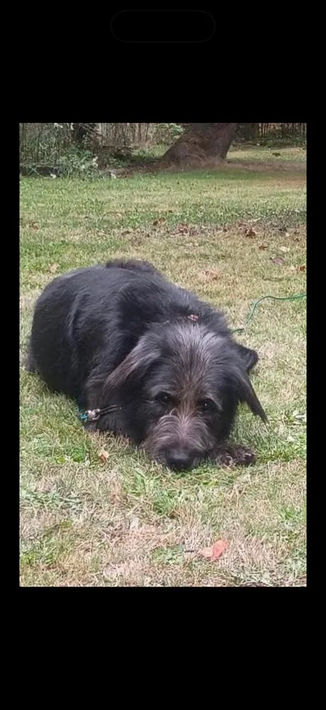 A young large-sized male Labradoodle dog named Fester for adoption in Vancouver, WA