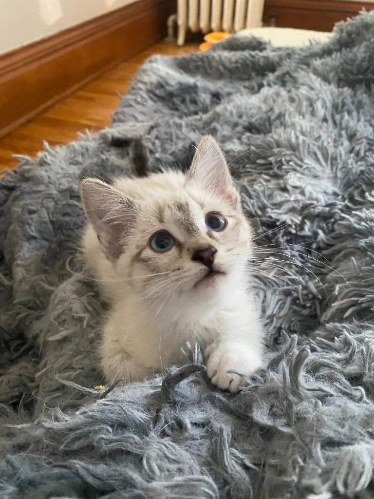 Francis
