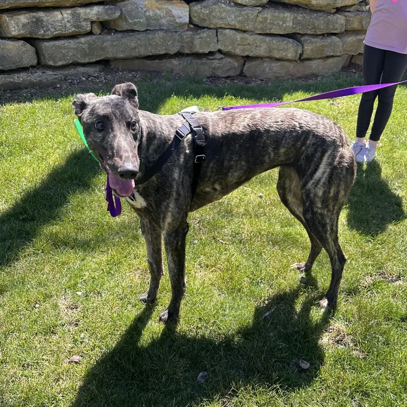 An adult large-sized female Brindle Greyhound dog named Nibblets for adoption in Independence, MO