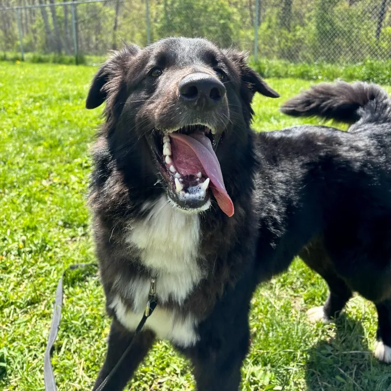 Klaus