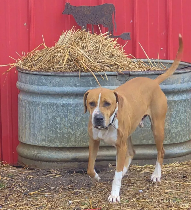 An adult large-sized male Mixed Breed dog named Copper for adoption in Fond Du Lac, WI