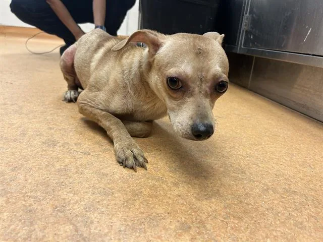 A young medium-sized male Chihuahua dog named Ronnie for adoption in Martinez, CA