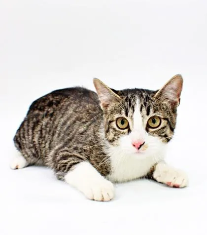 A baby small-sized female Domestic Short Hair cat named Beatrice for adoption in Morton Grove, IL