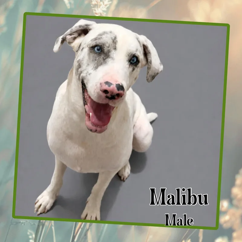 Malibu