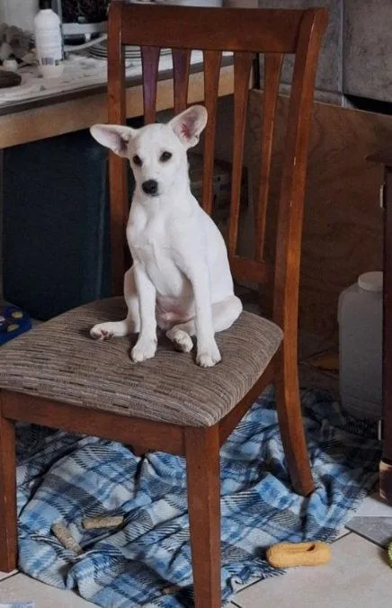A young medium-sized female Chihuahua dog named Blanca for adoption in Mentone, CA
