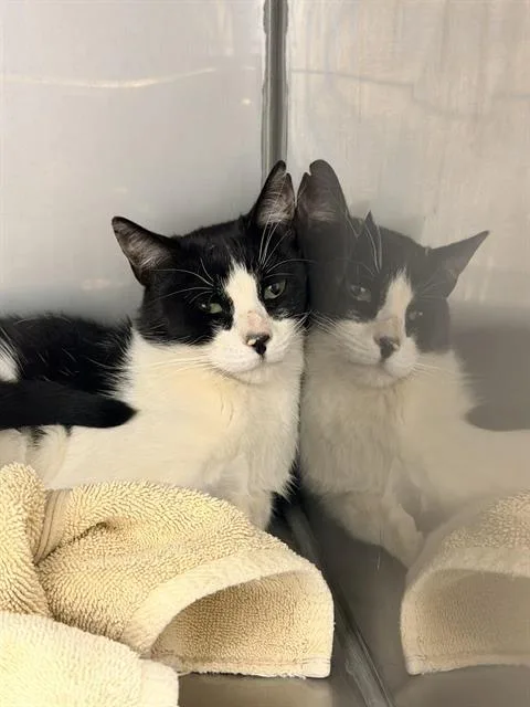 A young medium-sized male Domestic Short Hair cat named Ace for adoption in Santa Cruz, CA