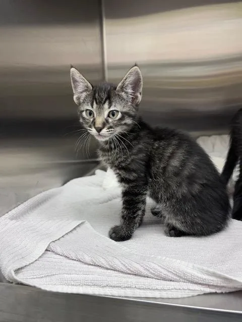 A baby small-sized male Domestic Short Hair cat named Tweedle Doo for adoption in Brighton, CO