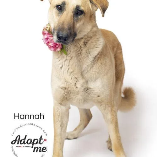 An adult medium-sized female Anatolian Shepherd dog named Hannah for adoption in Bakersfield, CA