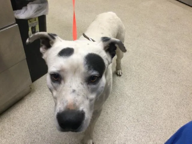 An adult medium-sized male Pit Bull Terrier dog named Dumpling for adoption in Riverside, CA