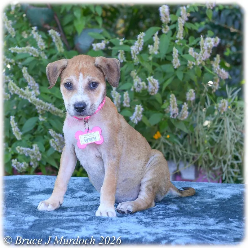A baby small-sized female Yellow / Tan / Blond / Fawn Labrador Retriever dog named Wren for adoption in Wake Forest, NC