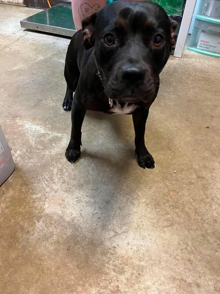 A young medium-sized female American Staffordshire Terrier dog named Persephone for adoption in New Braunfels, TX