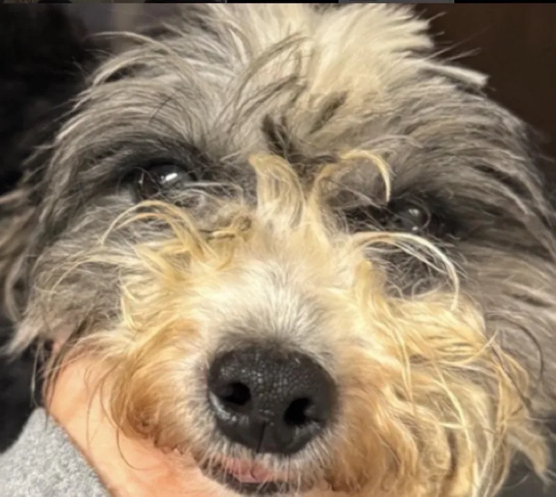 A young small-sized female White / Cream Shih Tzu dog named Clara for adoption in Cary, NC