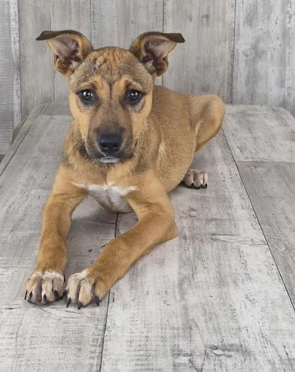 An adult small-sized female Terrier dog named Lantana for adoption in Shreveport, LA