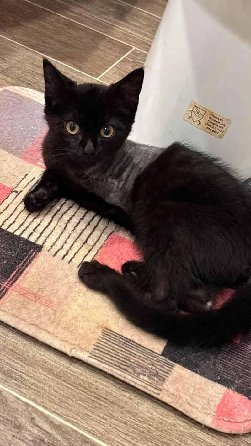 A baby medium-sized male Black Domestic Medium Hair cat named Yardstick for adoption in Mobile, AL