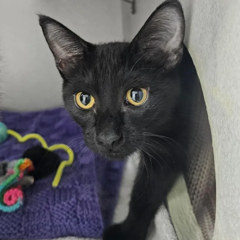 A baby medium-sized male Domestic Short Hair cat named Baker for adoption in Shoreline, WA