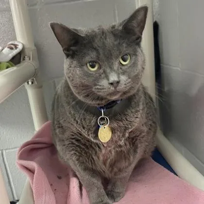 An adult extra large-sized female Gray / Blue / Silver Domestic Short Hair cat named Grape for adoption in Lansing, MI