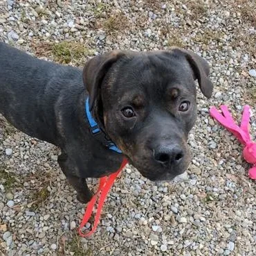 Teddy Graham