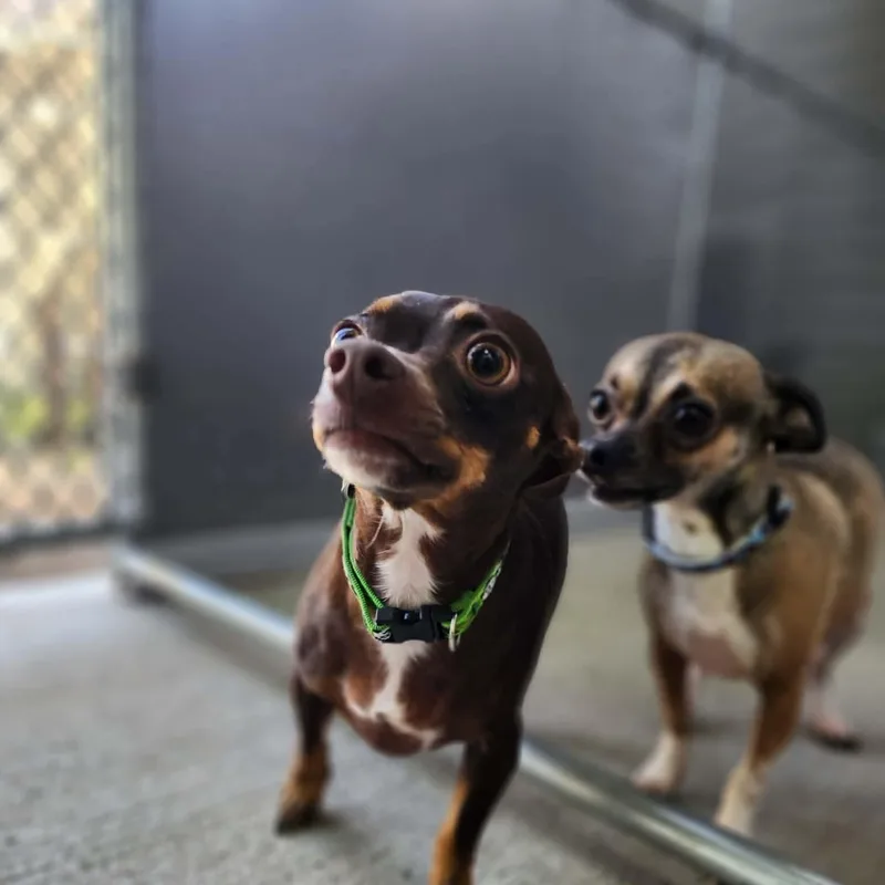 Luna & Lillianne BONDED
