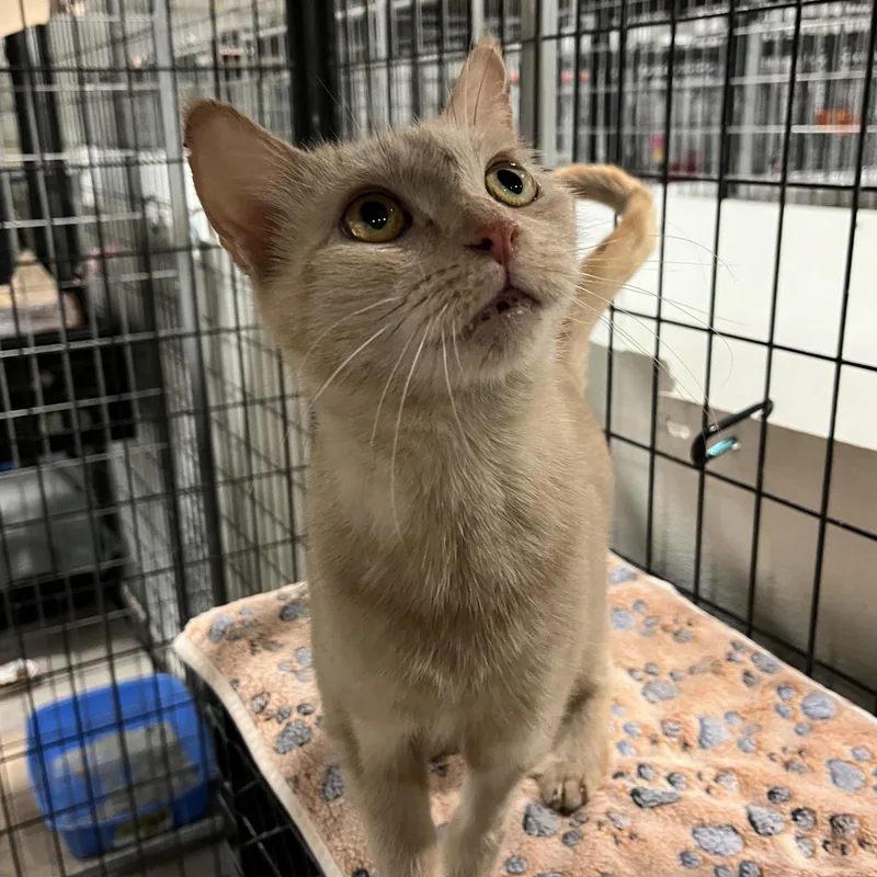 An adult small-sized female Buff / Tan / Fawn Domestic Short Hair cat named Dip for adoption in Columbus, OH
