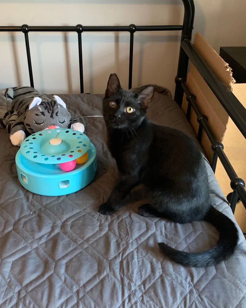 A young medium-sized male Black American Shorthair cat named Carter & Tucker for adoption in Bonaire, GA