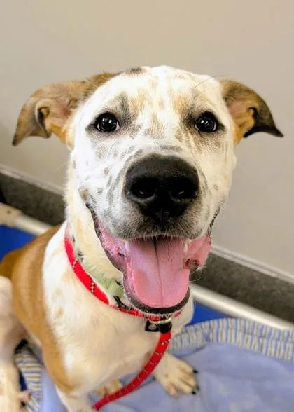 Tommy Pickles thumbnail 3