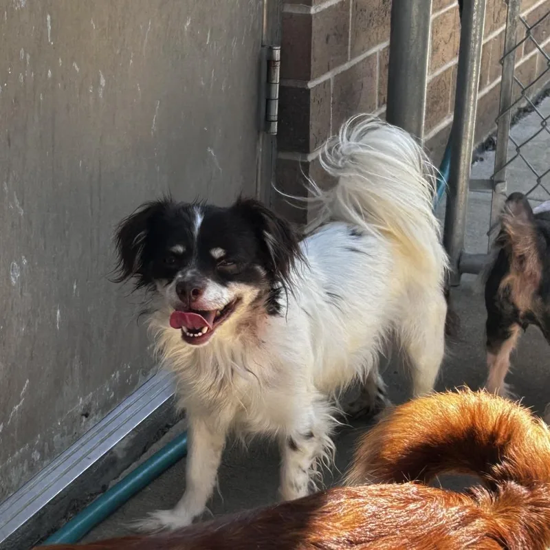 An adult small-sized male White / Cream Papillon dog named Groot for adoption in Dixon, IL