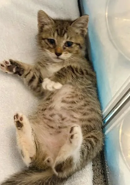 A baby small-sized male Brown / Chocolate Domestic Short Hair cat named Tiger for adoption in Kansas City, MO