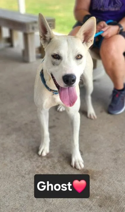 A baby medium-sized male Shepherd dog named Ghost for adoption in Clinton, MO