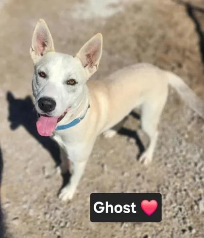 Ghost thumbnail 2