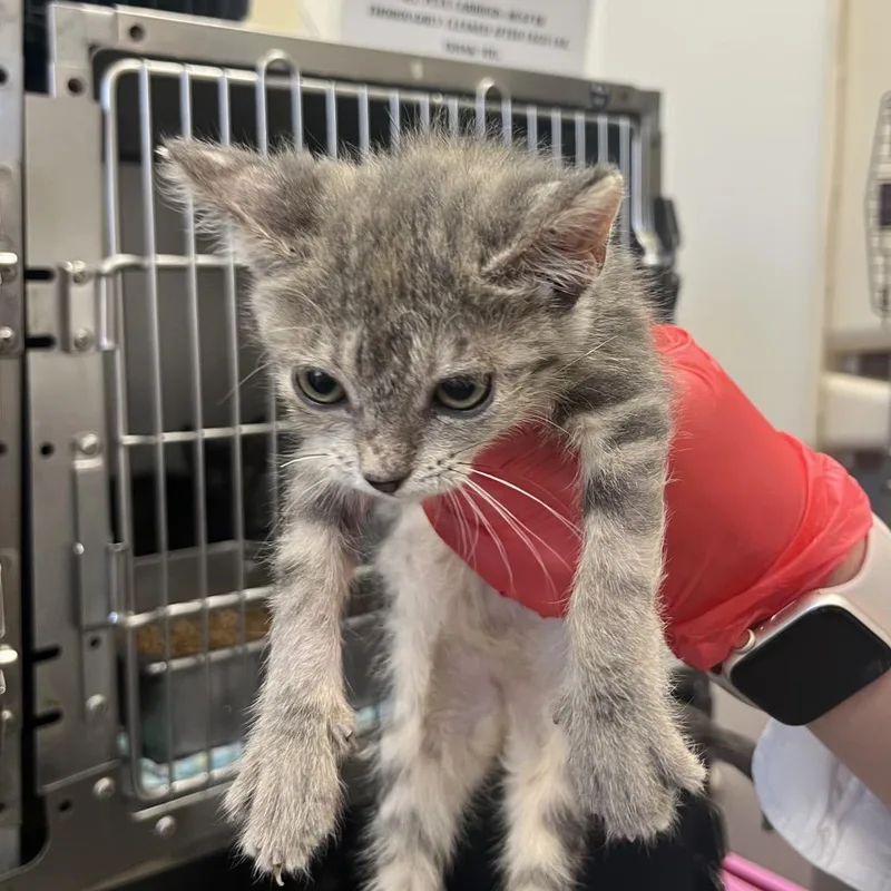 A baby small-sized female Gray / Blue / Silver Domestic Short Hair cat named Tzatziki for adoption in Houston, TX