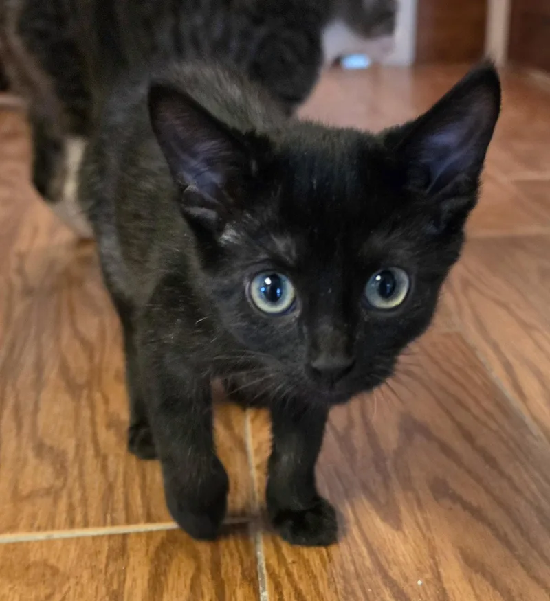 A young medium-sized female Domestic Short Hair cat named Scrat for adoption in Evergreen, CO
