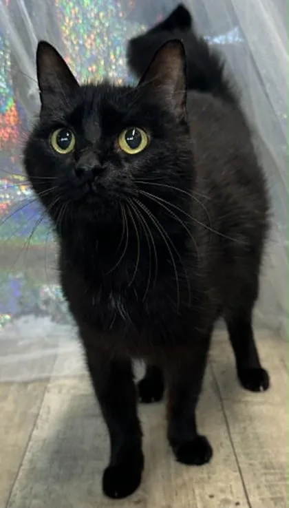 A baby large-sized female Domestic Short Hair cat named Lucky for adoption in Shreveport, LA
