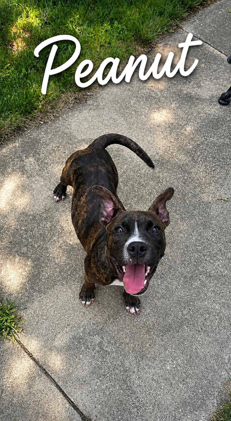 A young medium-sized male Brindle Pit Bull Terrier dog named Peanut for adoption in Momence, IL